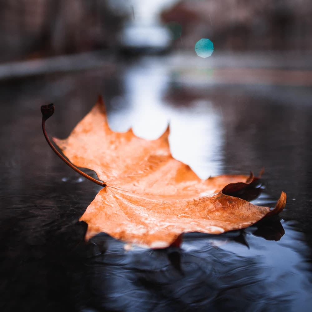 Ett löv som flytter i vattnet